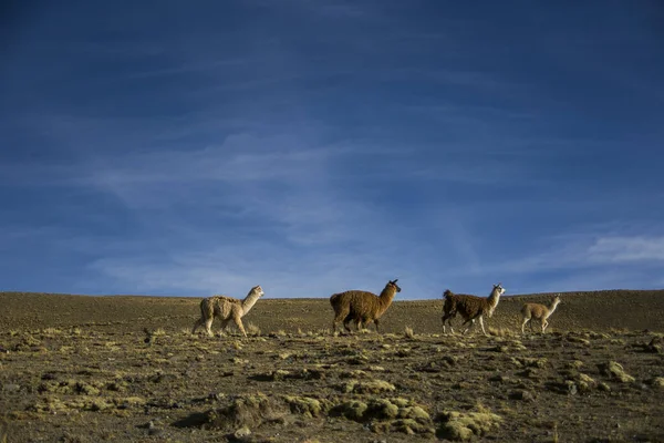 Gebirgslamas Aus Der Cordillera Real Anden Bolivien — Stockfoto