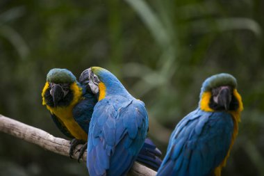 Yungas, Coroico, Bolivya 'da sarı gagalı papağan (Ara ararauna)