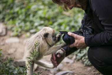 Yungas, Coroico, Bolivya 'da Tufted capuchin (Büyük başlı kapuçin) ve kameraman kadın