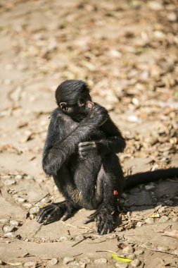 Yungas, Coroico, Bolivya 'da siyah suratlı örümcek maymunu