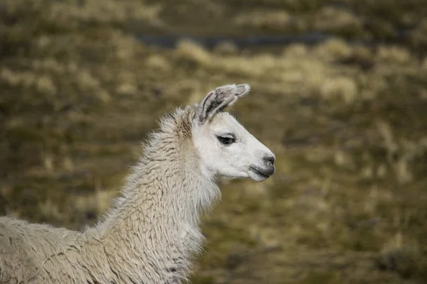 Mountain Lama Cordillera Real Andes Bolivia — стокове фото