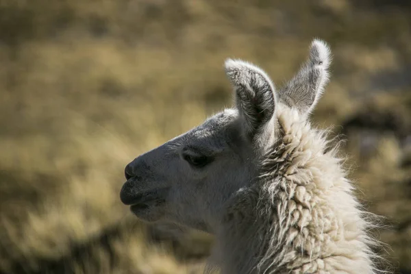 Mountain Lama Cordillera Real Andes Bolivia — стокове фото