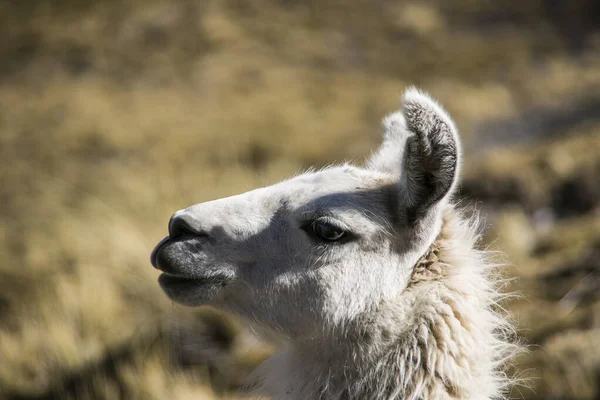 Mountain Llama Cordillera Real Andes Bolivia — Stock Photo, Image