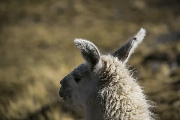 Mountain Llama Cordillera Real Andes Bolivia — Stock Photo, Image