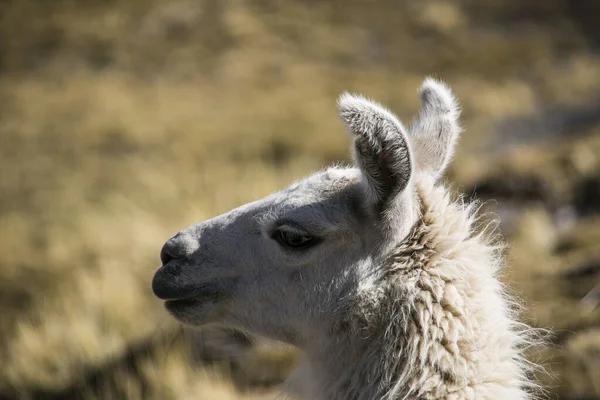 Mountain Llama Cordillera Real Andes Bolivia — Stock Photo, Image