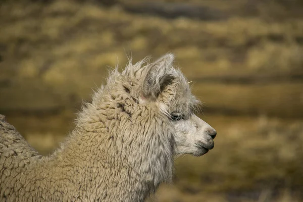 Mountain Llama Cordillera Real Andes Bolivia — Stock Photo, Image