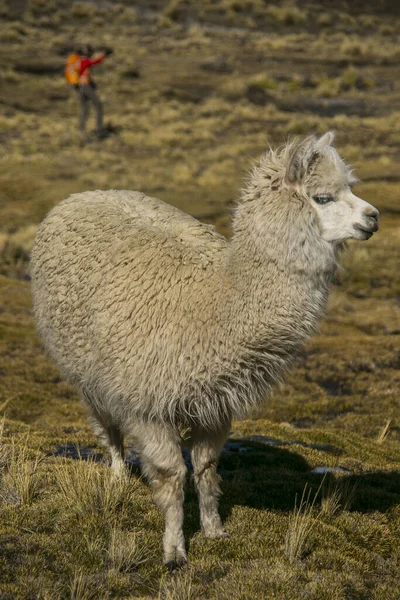 Mountain Lama Cordillera Real Andes Bolivia — стокове фото