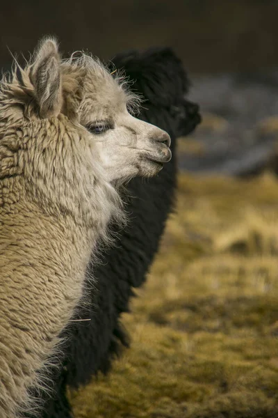 Mountain Lama Cordillera Real Andes Bolivia — стокове фото