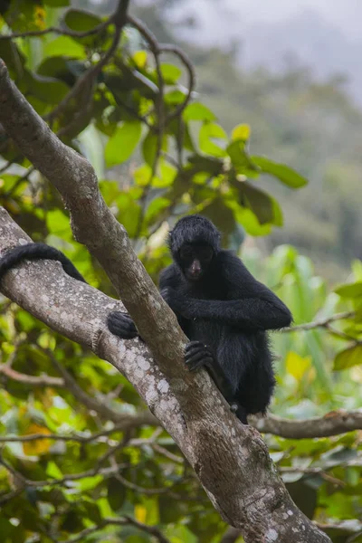 Mono Araña Cara Negra Chuquisaca Bolivia — Foto de Stock