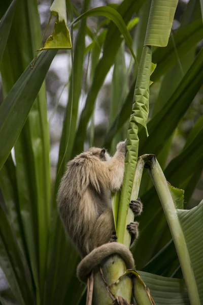 Capuchinos Copetudo Capuchinos Cabeza Grande Yungas Coroico Bolivia — Foto de Stock