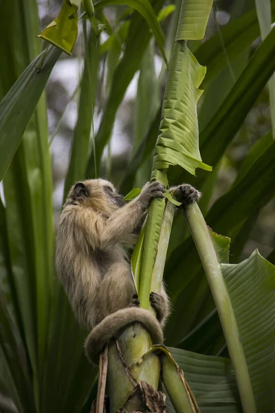 Capuchinos Copetudo Capuchinos Cabeza Grande Yungas Coroico Bolivia — Foto de Stock