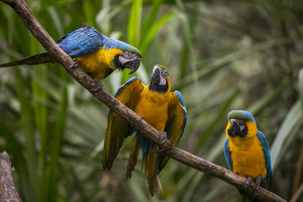 Yellow-billed macaw (Ara ararauna) in Yungas, Coroico, Bolivia