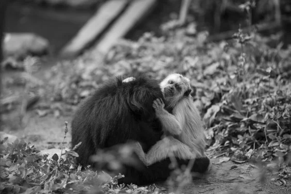 Capuchino Copetudo Capuchino Cabeza Grande Mono Araña Cara Negra Yungas — Foto de Stock