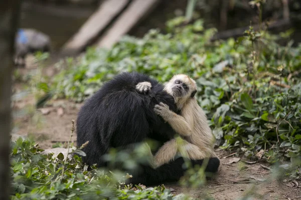 Capuchino Copetudo Capuchino Cabeza Grande Mono Araña Cara Negra Yungas — Foto de Stock