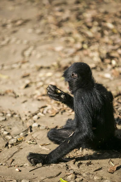 Yungas Coroico Bolivya Siyah Suratlı Örümcek Maymunu — Stok fotoğraf