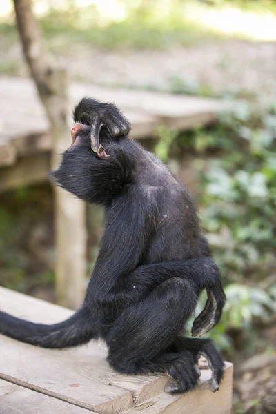 Yungas Coroico Bolivya Siyah Suratlı Örümcek Maymunu — Stok fotoğraf