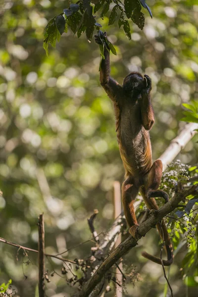 Mono Aullador Rojo Boliviano Yungas Coroico Bolivia — Foto de Stock