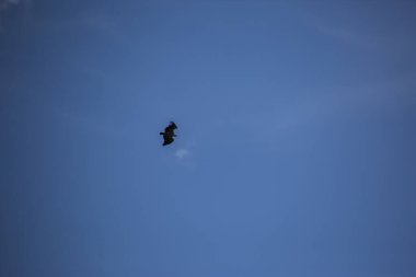 Akbaba uçuşu Montsec, Lleida, İspanya