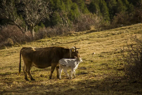 Vaca Montanha Cerdanya Barcelona Espanha — Fotografia de Stock