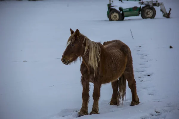 Winter Cerdanya Pyrenäen Spanien — Stockfoto