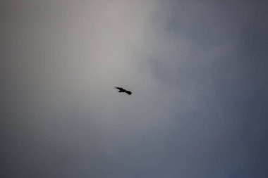 Akbaba uçuşu Montsec, Lleida, İspanya