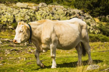 La Cerdanya 'daki dağ ineği, Barselona, İspanya