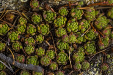 Capcir, Pyrenees, Fransa 'da yaz çiçeği