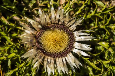Capcir, Pyrenees, Fransa 'da yaz çiçeği