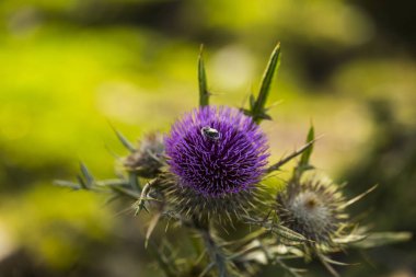 Capcir, Pyrenees, Fransa 'da yaz çiçeği