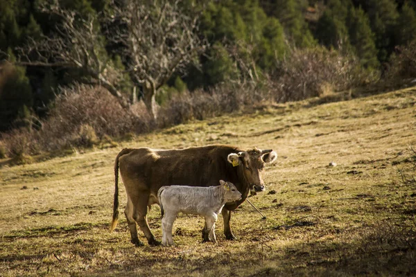 Vaca Montanha Cerdanya Barcelona Espanha — Fotografia de Stock