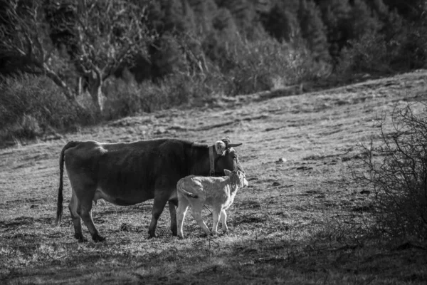 Ορεινή Αγελάδα Στη Cerdanya Βαρκελώνη Ισπανία — Φωτογραφία Αρχείου