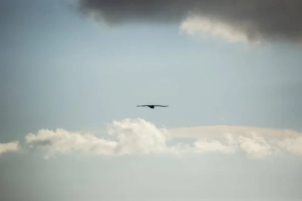 モンセック スペインのハゲワシのフライト — ストック写真