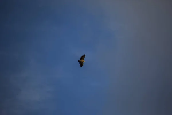 Vulture Flight Montsec Lleida Ισπανία — Φωτογραφία Αρχείου