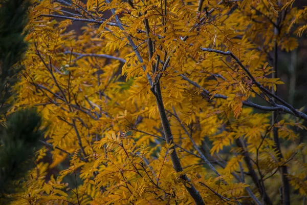 Autumn Ordesa Monte Perdido National Park Spain — Stock Photo, Image