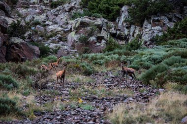Porte Puymorens 'deki Chamois, Capcir dağları, Pireneler, Fransa