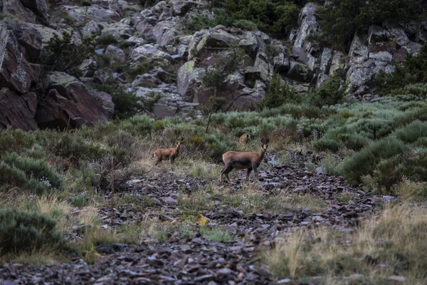 Chamois Porte Puymorens Capcir Montañas Pirineos Francia —  Fotos de Stock