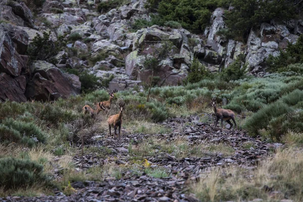 Chamois Porte Puymorens Capcir Montañas Pirineos Francia — Foto de Stock