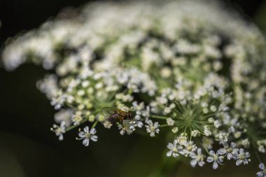Pireneler, Fransa 'da arı ve çiçek