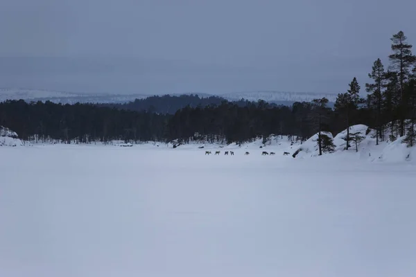 Síexpedíció Inari Lake Lappföld Finnország — Stock Fotó