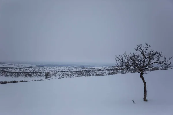 Зимний Пейзаж Нуоргаме Лапландия Финляндия — стоковое фото