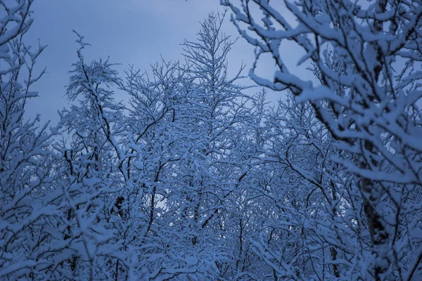 フィンランド ラップランドのヌオルガムにある雪の木と森 — ストック写真