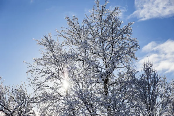 Sneeuwbomen Bos Nuorgam Lapland Finland — Stockfoto