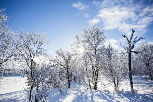 Árboles Nieve Bosque Nuorgam Laponia Finlandia —  Fotos de Stock