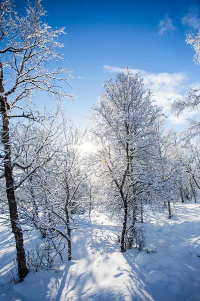 Śnieżki Lasy Nuorgam Laponia Finlandia — Zdjęcie stockowe