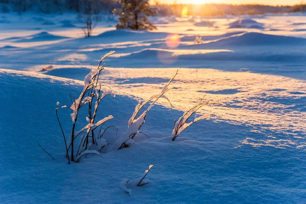 Atardecer Invierno Nuorgam Laponia Finlandia —  Fotos de Stock