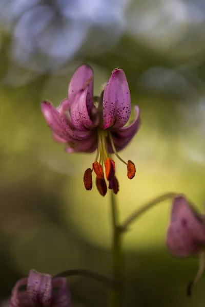 Lilium Martagon Στα Πυρηναία Γαλλία — Φωτογραφία Αρχείου