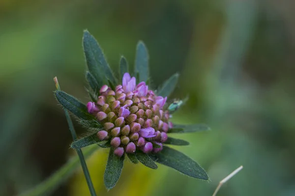 Sommerblume Den Pyrenäen Frankreich — Stockfoto