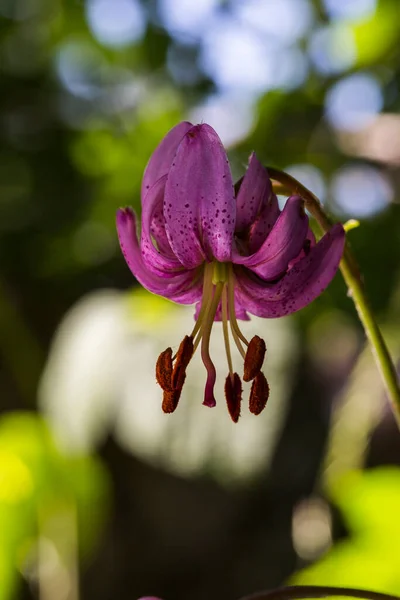 Lilium Martagon Pirenei Francia — Foto Stock