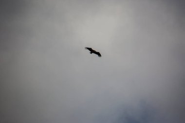 Akbaba uçuşu Montsec, Lleida, İspanya