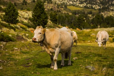 La Cerdanya 'daki dağ ineği, Barselona, İspanya